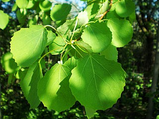 <i>Populus tremula</i> Species of plant