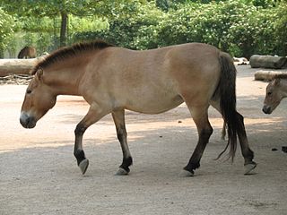 <span class="mw-page-title-main">Primitive markings</span> Hair coloration in some equine