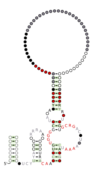 <span class="mw-page-title-main">Hatchet ribozyme</span> Self-cleaving ribozyme