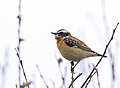 Buċaqq tas-Silla Saxicola Rubetra