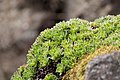 Kivirik Saxifraga urumoffii