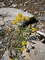 Raket (Sisymbrium)