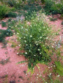 Sisymbriumaltissimum.jpg