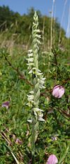 Spiranthes spiralis 120807.jpg