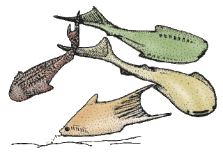 <span class="mw-page-title-main">Thelodonti</span> Extinct class of jawless fishes