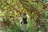 Afghan grapes Tunnelerziehung Afghanistan 02.jpg