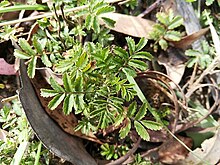 Acaena novae-zelandiae, Tasmania, Australia. Acaena novae-zealandiae.jpg