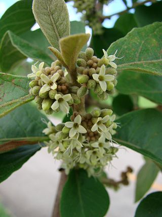 <i>Aegiphila</i> Genus of flowering plants