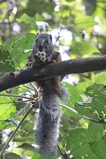 <span class="mw-page-title-main">Forest giant squirrel</span> Species of rodent