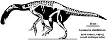 Skeletal composite of two specimens of Alxasaurus Alxasaurus elesitaiensis.jpg