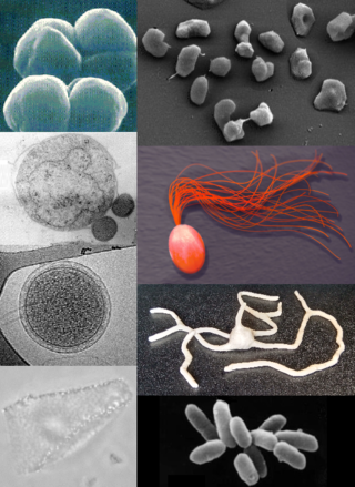 <span class="mw-page-title-main">Archaea</span> Domain of single-celled organisms