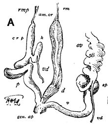 reproductive system,
d = dart sac Ariophanta laevipes dart.jpg