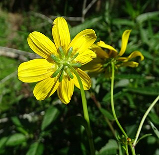 <i>Bidens mitis</i> Species of flowering plant