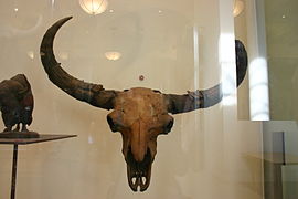 Bison priscus.jpg