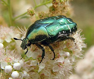 <i>Cetonia aurata</i> Species of beetle