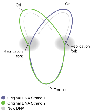 <span class="mw-page-title-main">Circular chromosome</span> Type of chromosome