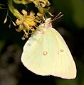 Colias interior (pink-edged sulphur)Adult, ventral view of wings.