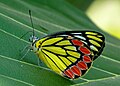 Delias eucharis en Kadavoor, Kerala, India.