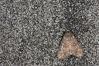 <i>Condica</i> Genus of moths