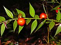 Szúrós csodabogyó (Ruscus aculeatus)