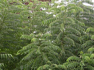 <span class="mw-page-title-main">Curry tree</span> Species of flowering plant