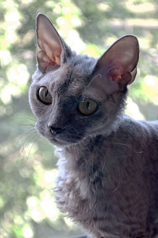 <span class="mw-page-title-main">Devon Rex</span> Breed of cat