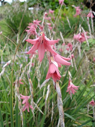 <i>Dierama</i> Genus of flowering plants