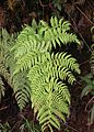 March 11: The fern Dryopteris macropholis.