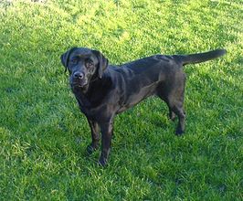 Zwarte labrador-retriever