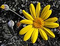 Euryops pectinatus