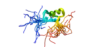 <span class="mw-page-title-main">GATA4</span> Protein-coding gene in the species Homo sapiens