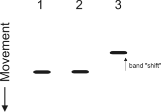 <span class="mw-page-title-main">Electrophoretic mobility shift assay</span> Technique used to study DNA and RNA