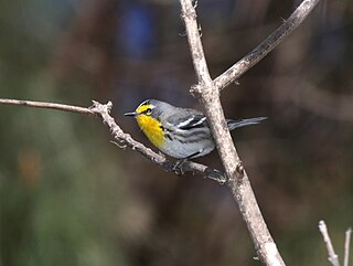 <span class="mw-page-title-main">Grace's warbler</span> Species of bird