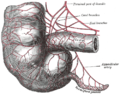 Arterije slijepog crijevs i njegovog crvolikog nastavka