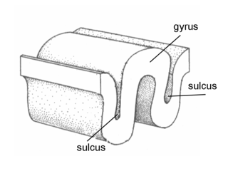 <span class="mw-page-title-main">Gyrus</span> Ridge on the cerebral cortex of the brain