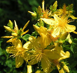 Paprastoji jonažolė (Hypericum perforatum)