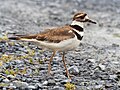 Image 3Killdeer at the South Cape May Meadows