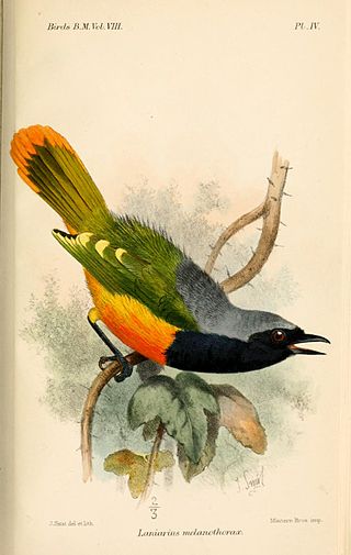 <span class="mw-page-title-main">Many-colored bushshrike</span> Species of bird