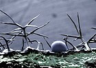 Tricomas dendríticos en la hoja de lavanda, Lavandula.