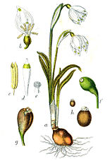 Leucojum vernum Leucojum vernum Sturm47.jpg