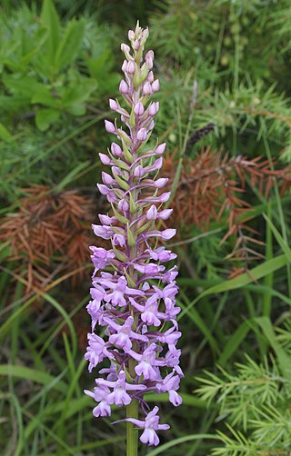 <i>Gymnadenia conopsea</i> Species of orchid