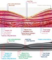 macula histology (OCT)