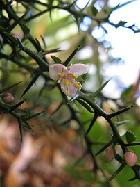 Microcitrus australasica 3.jpg