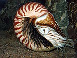 Nautilus