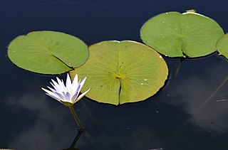 <i>Nymphaea nouchali <span style="font-style:normal;">var.</span> caerulea</i> Species of plant