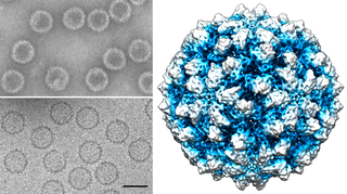 <span class="mw-page-title-main">Quadriviridae</span> Family of viruses