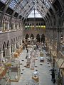 Intérieur du musée d’histoires naturelles de l’université d’Oxford