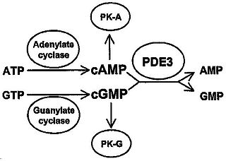 <span class="mw-page-title-main">Phosphodiesterase 3</span> Class of enzymes