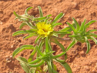 <i>Asteriscus aquaticus</i> Species of flowering plant