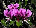 Pelargonium cordyfolium